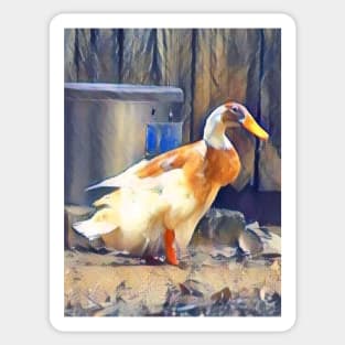 Indian Runner Duck Sticker